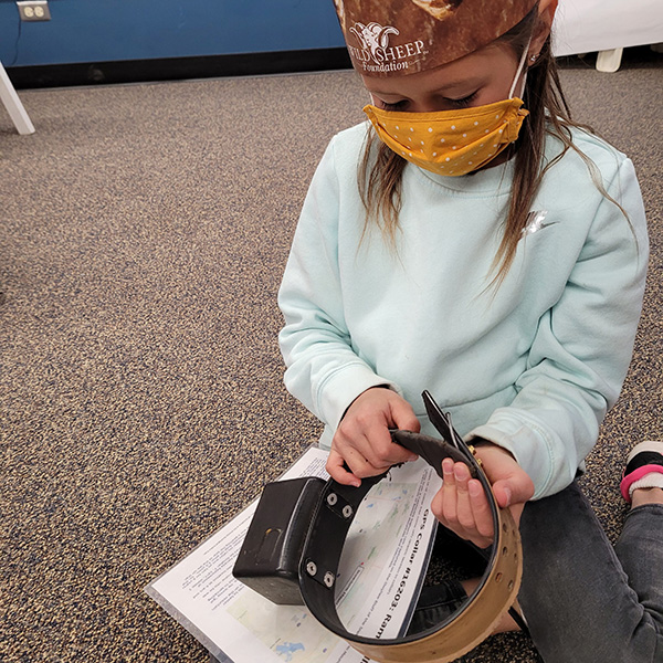 young student examining a GPS collar used for tracking wild sheep